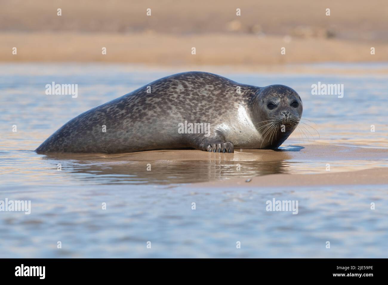 Harbour Seal (Phoca vitulina) hauled out on the sands of the Norfolk coast Stock Photo
