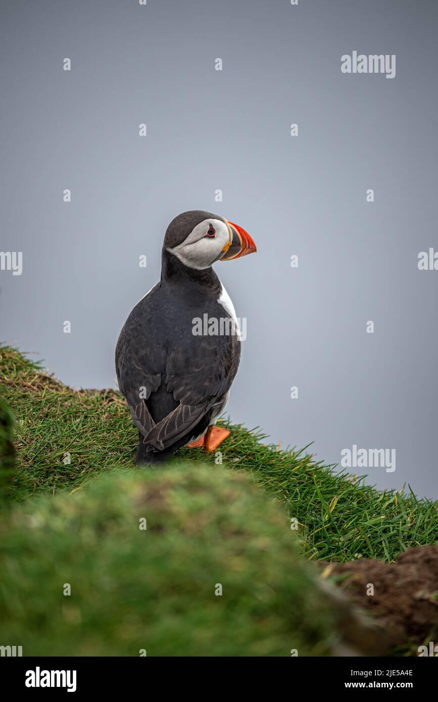 A puffin on grassy rocks of Mykines Island, Faroe Islands Stock Photo