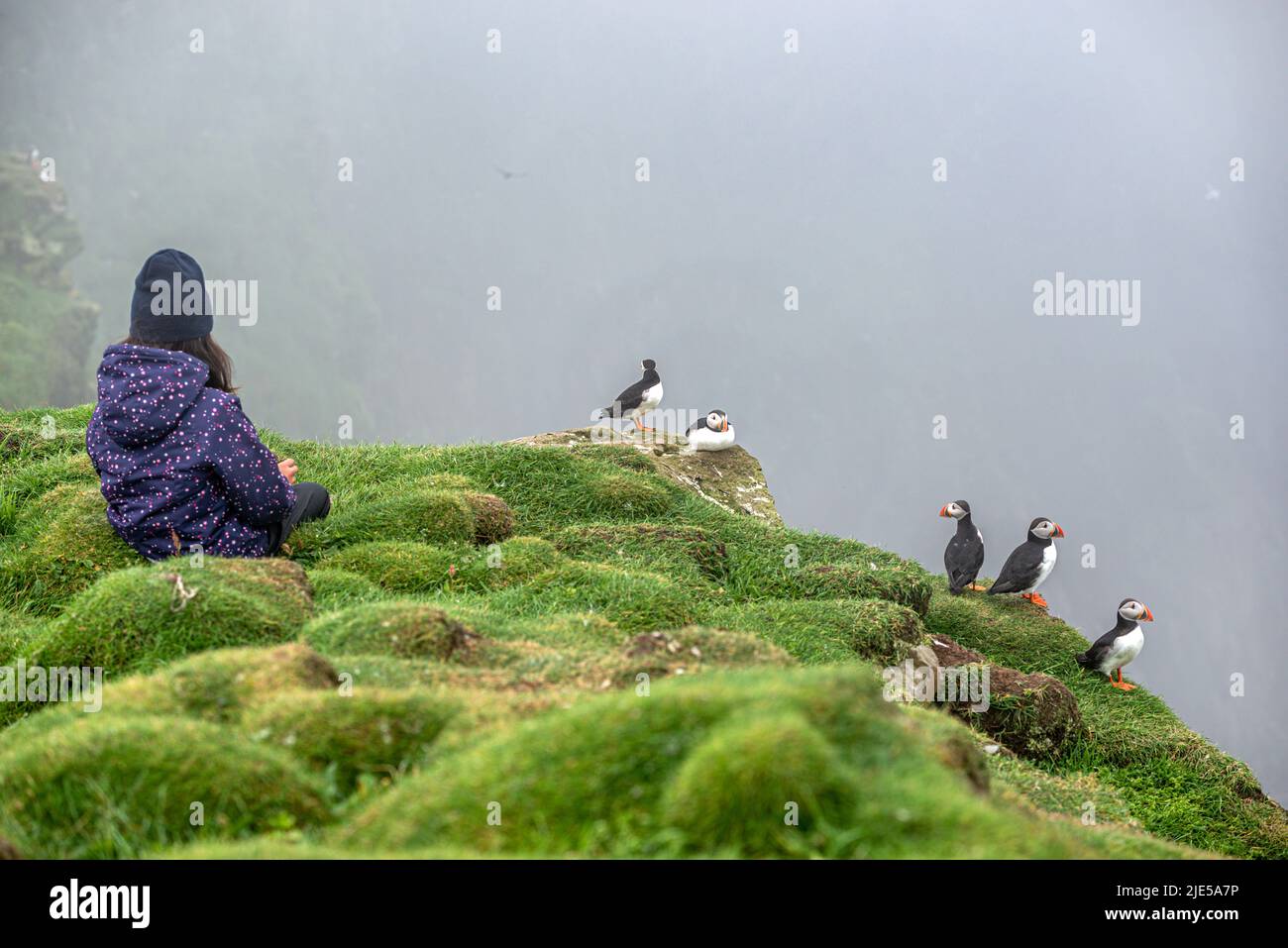 A young girl sitting very close to a group of puffins, Mykines Island, Faroe Islands Stock Photo