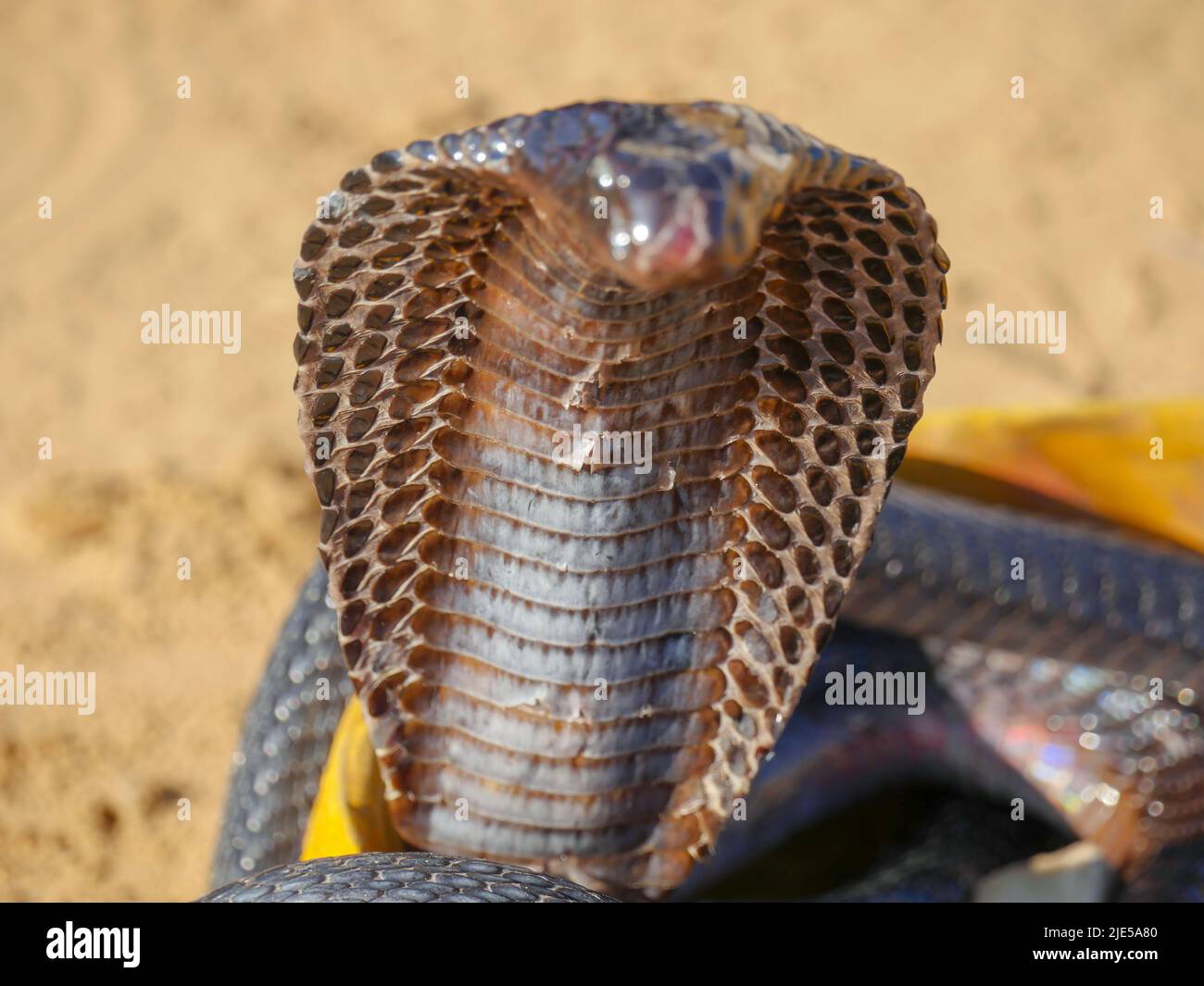 cobra-snake-showing-hood-closeup-picture-placed-in-a-basket-stock