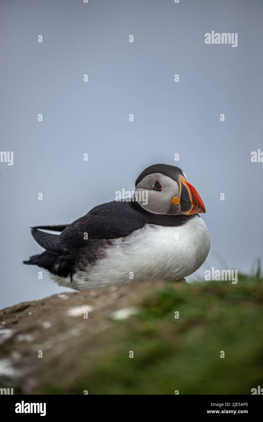 A puffin on grassy rocks of Mykines Island, Faroe Islands Stock Photo