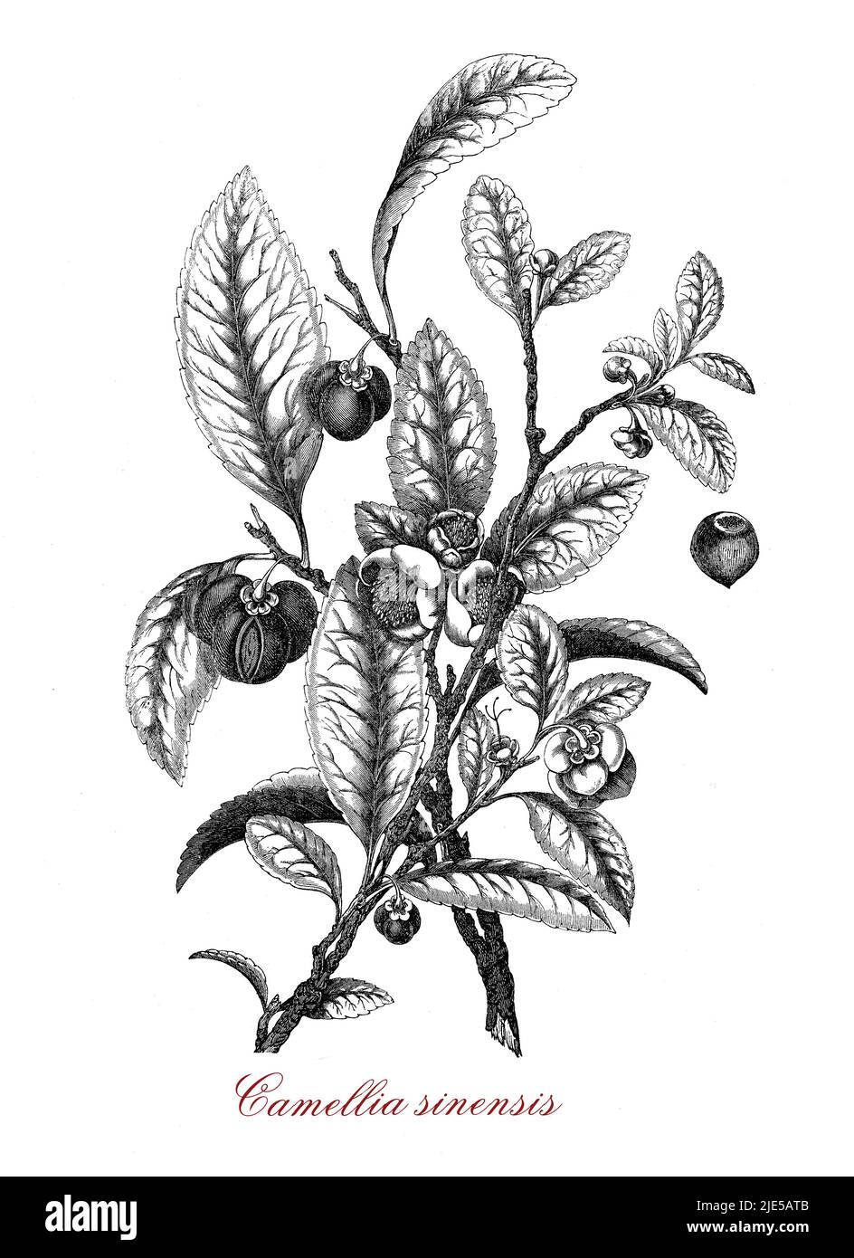 Vintage engraving of Camellia sinensis flowering plant botanical morphology:the leaves are used to produce tea. The plant originates from Asia and is cultivated in tropical and subtropical areas. The flowers are yellow-white with 7-8 petals, the seeds are pressed for tea oil for cooking. Stock Photo