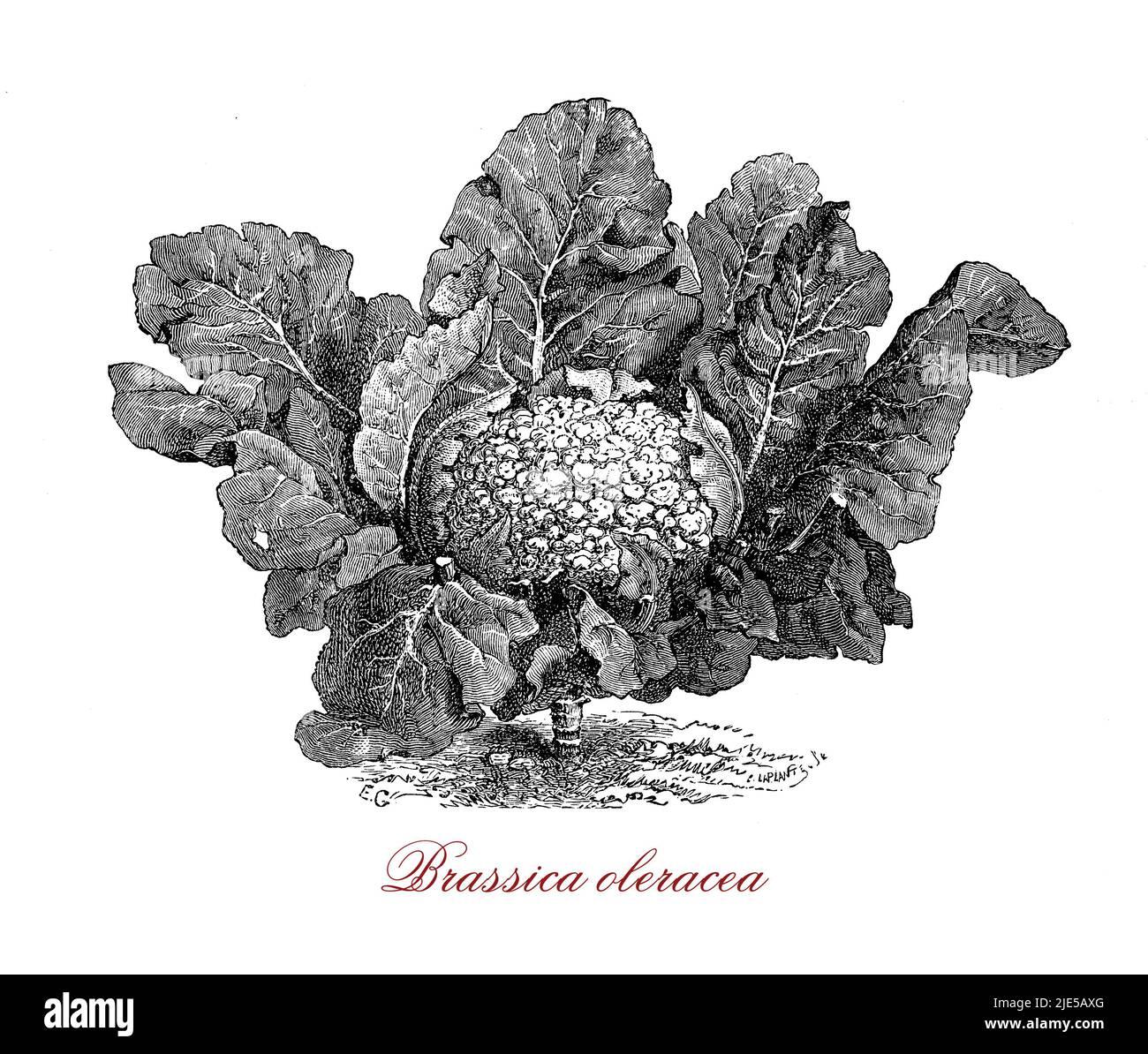 Brassica oleracea is a species of common food as cabbage, broccoli, cauliflower, kale, Brussels sprouts, collard greens, savoy, kohlrabi and kai-lan rich in vitamin C Stock Photo
