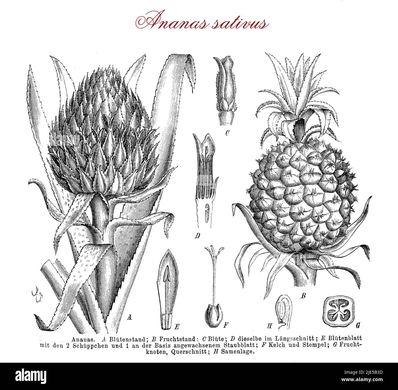 Vintage engraving of  pineapple, tropical plant pollinated by hummingbirds with edible delicious multiple fruit, consumed fresh, cooked, juiced or preserved. Descriptions in German. Stock Photo