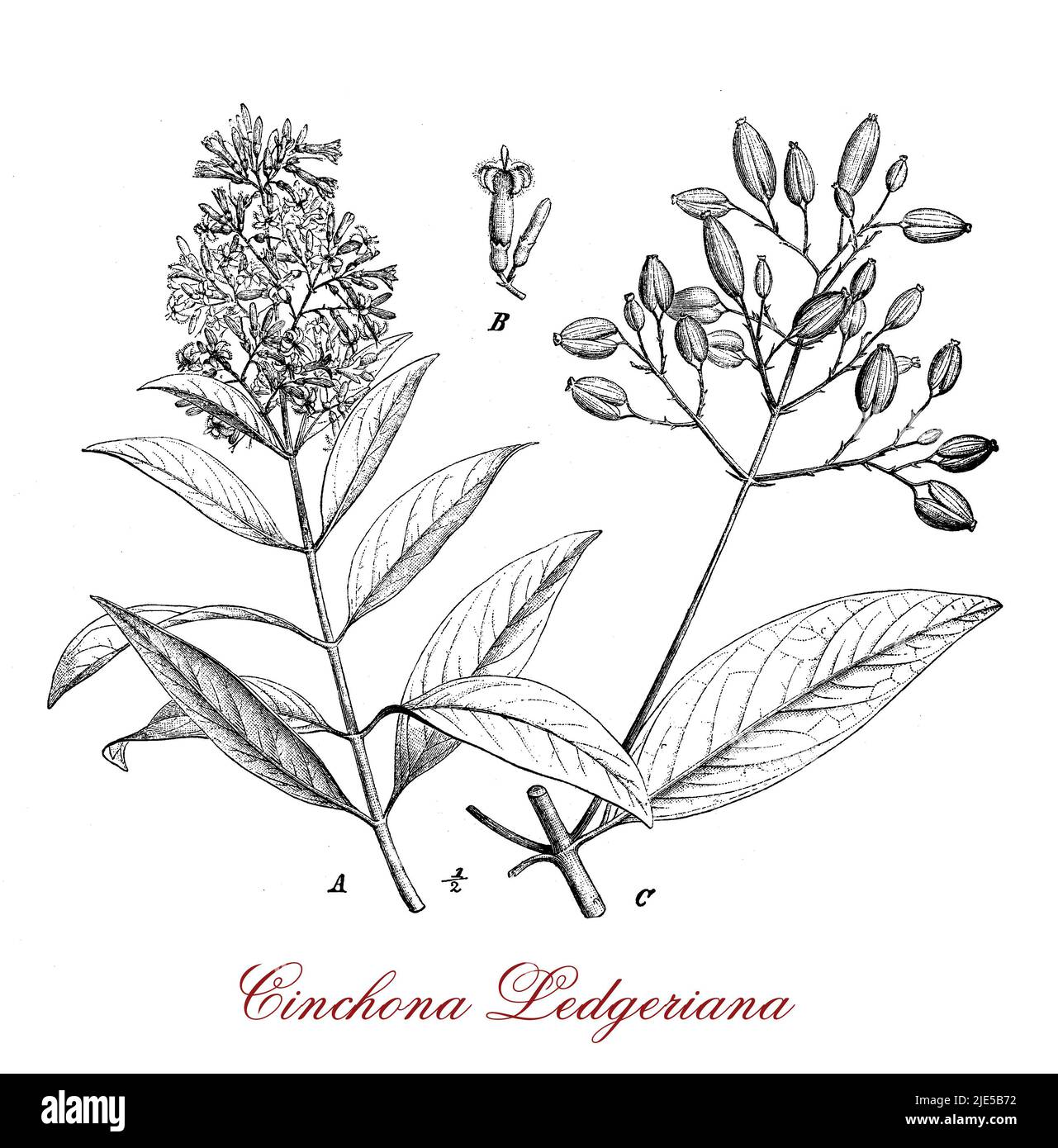 Chincona  medicinal plant source for quinine native to the Andean forest, has opposite lanceolate leaves, the flowers are small and the fruit is a capsule with seeds. Stock Photo