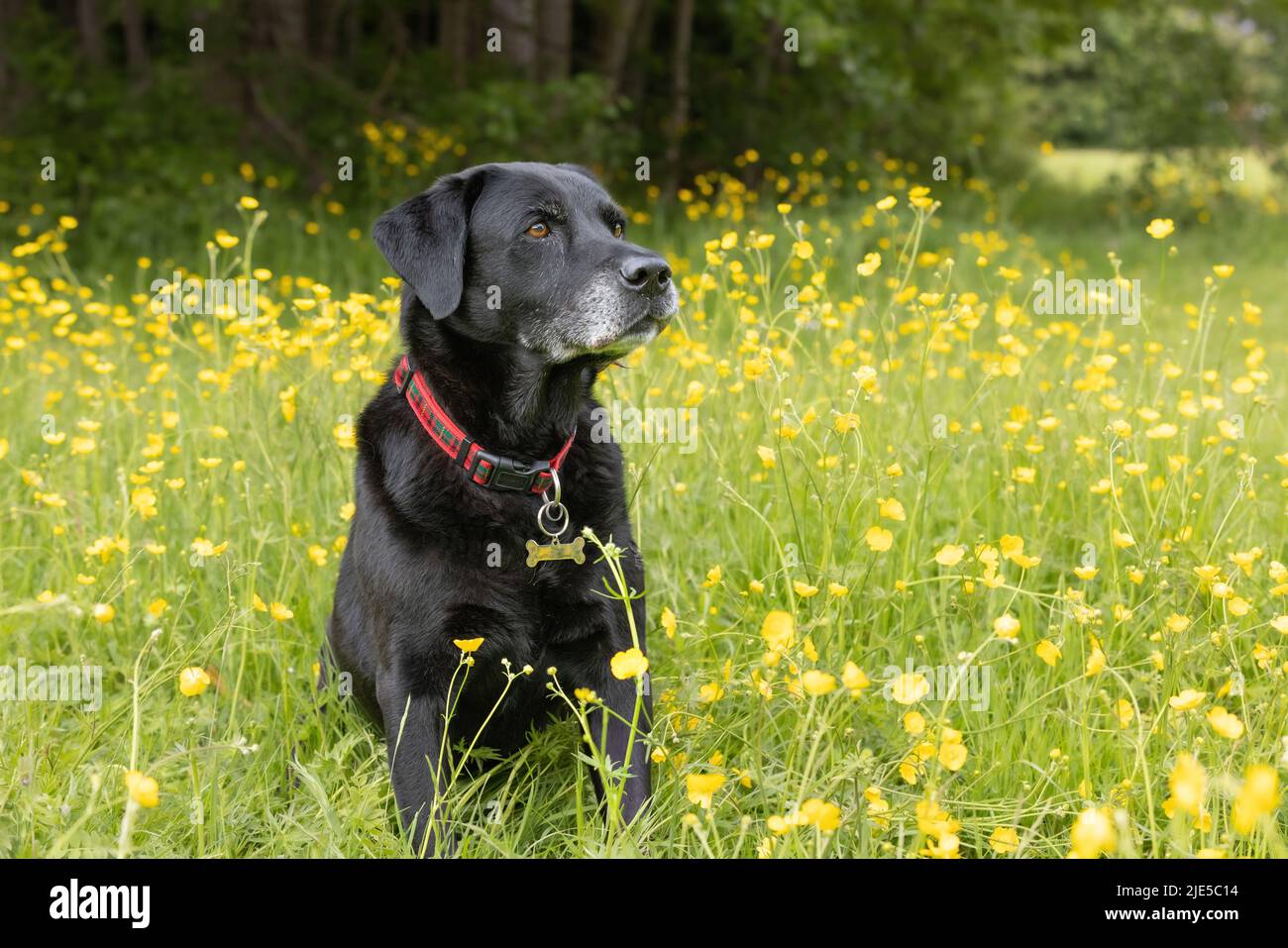 Black Labrador retriever sitting down on grass amongst yellow buttercups and looking sideways Stock Photo