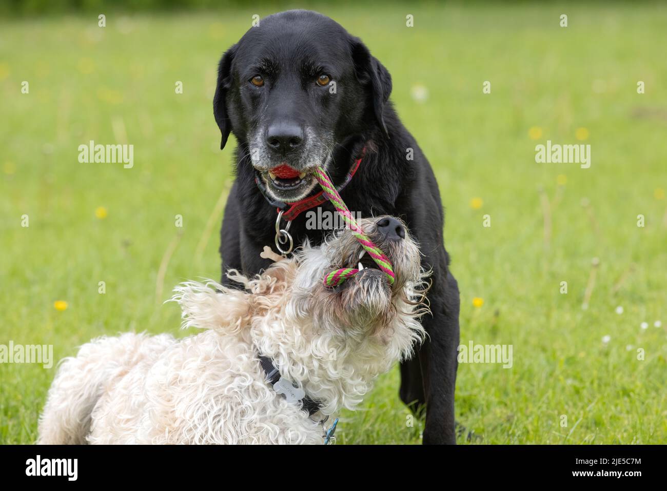 Black Labrador with red toy in the mouth and white labradoodle trying to grab the toy at the dog park Stock Photo