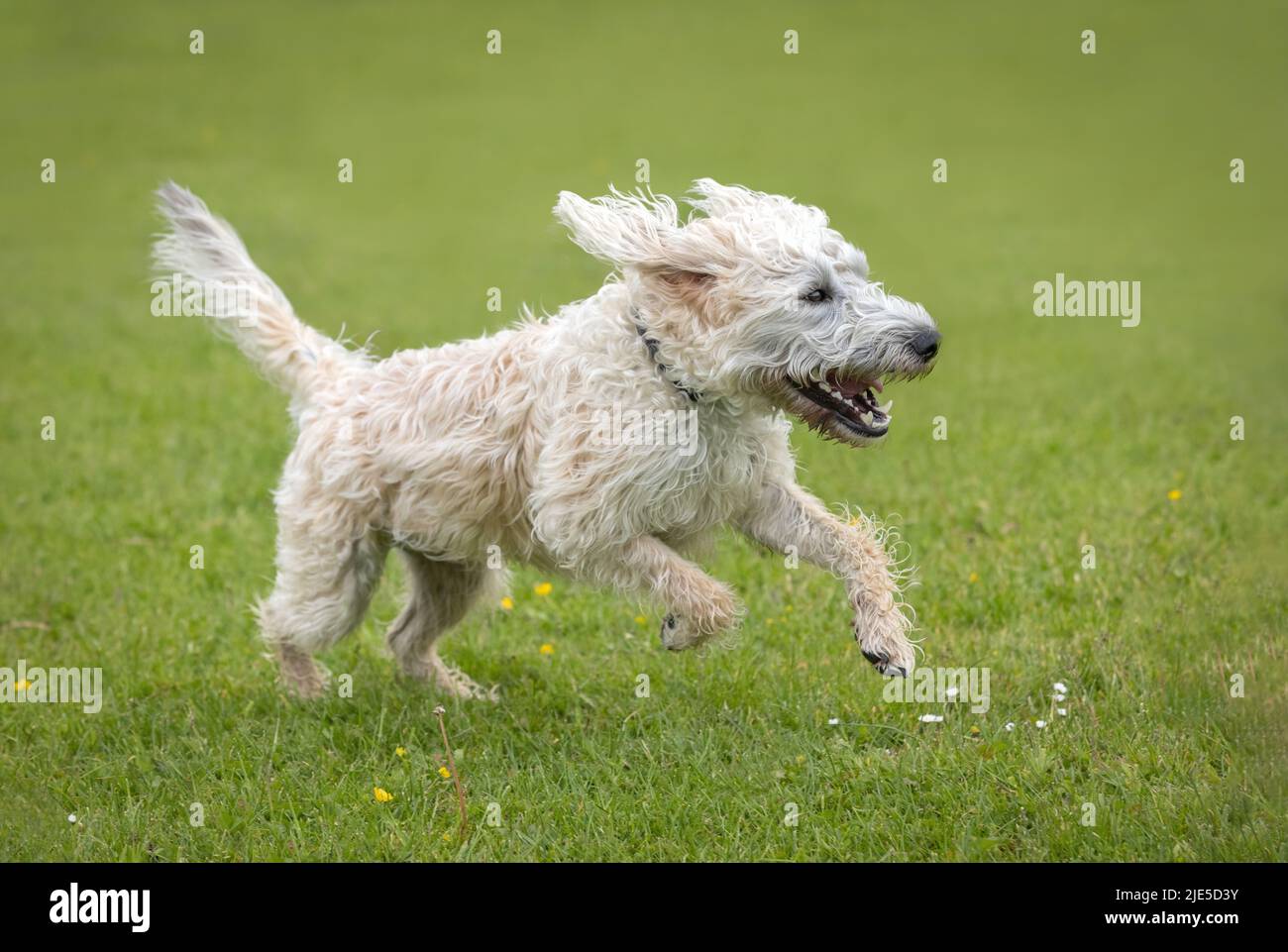 How Fast Can A Labradoodle Run