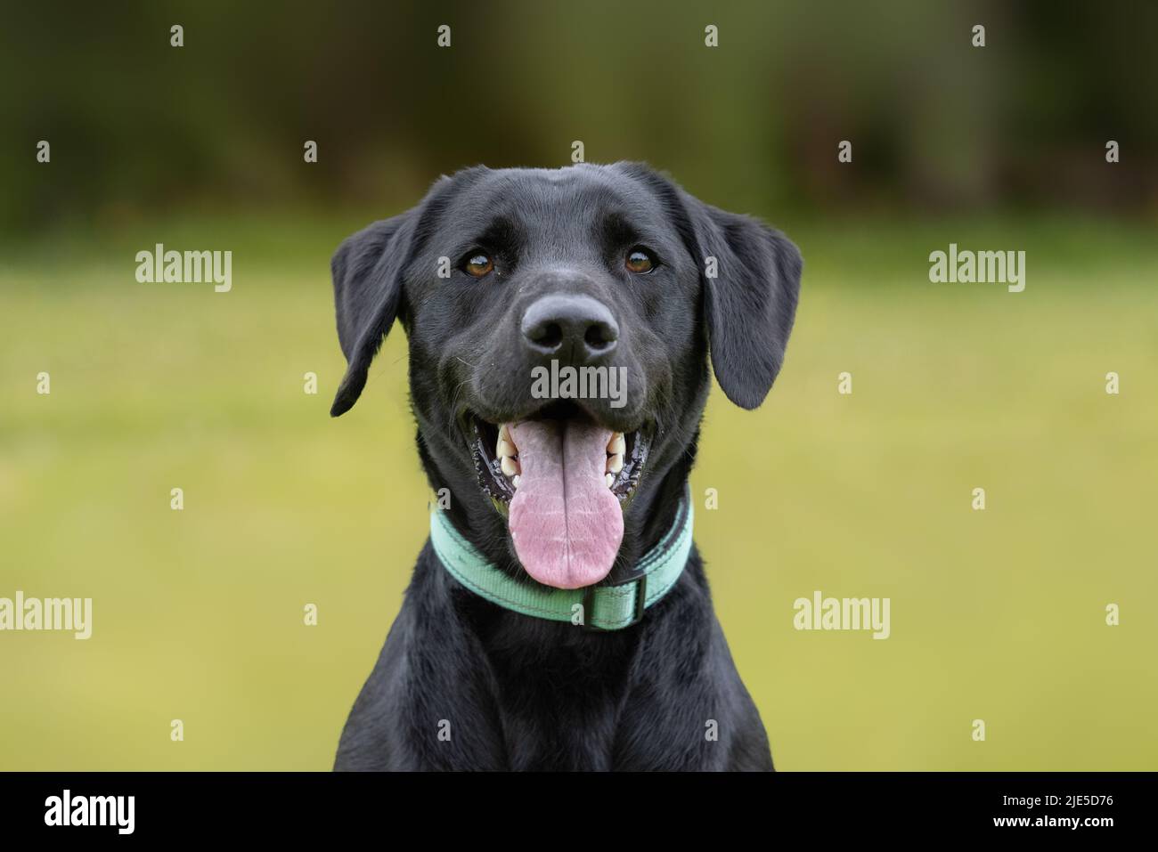 Young black Labrador retriever wearing collar and tongue sticking out
