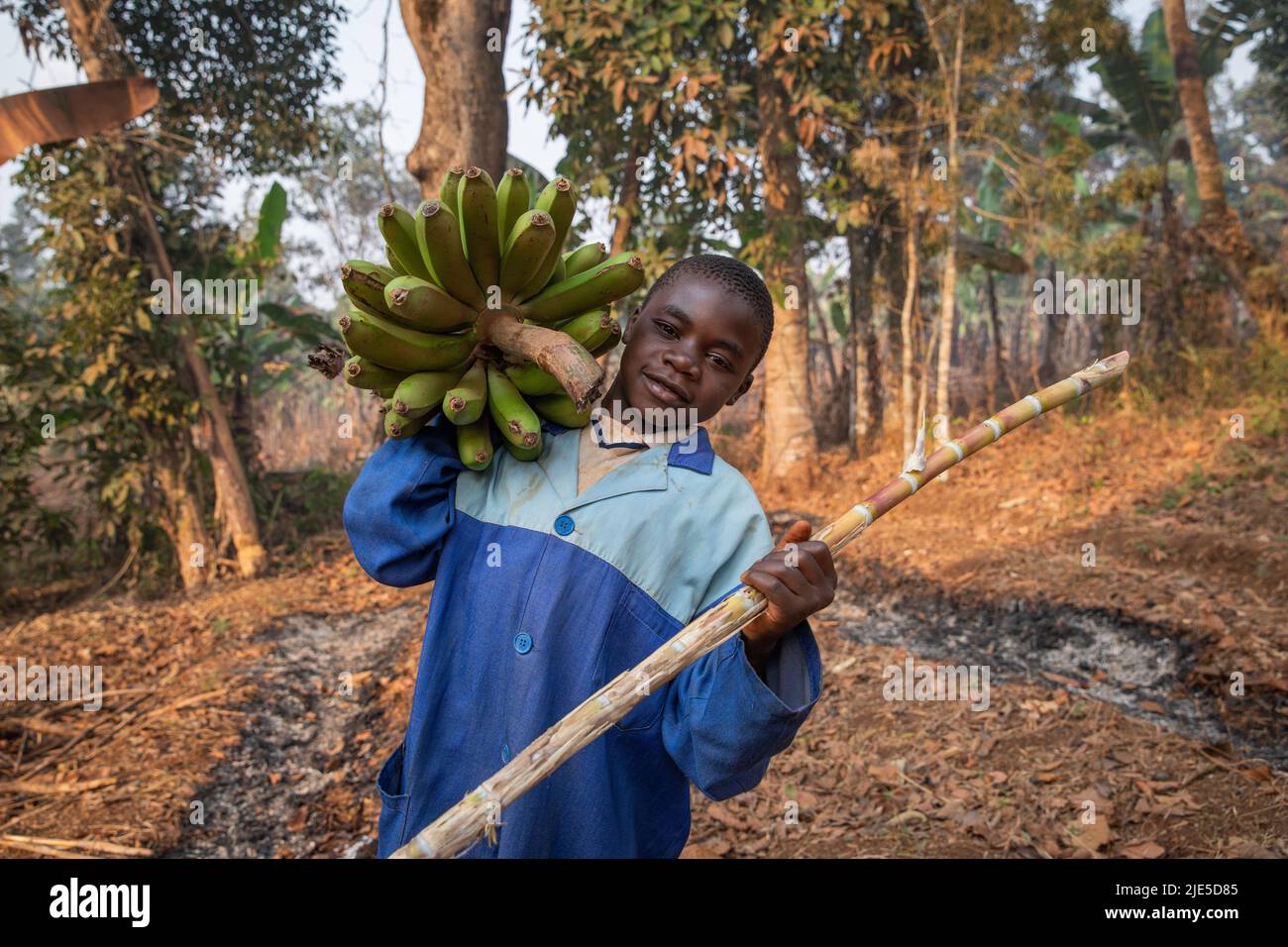 young child works in the fields and has collected a bunch of banana plantains in africa, child labor concept Stock Photo