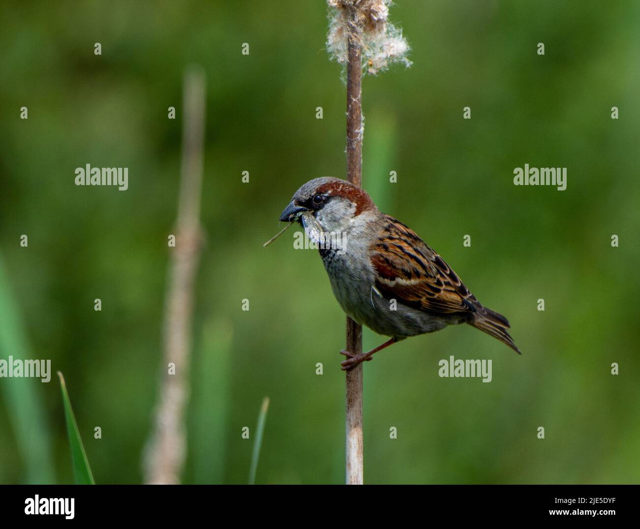 Male sparrow with a mayfly in its mouth Stock Photo