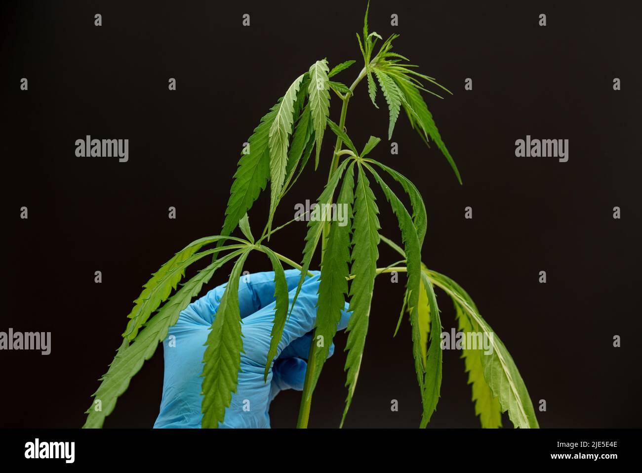 Marijuana leaf, cannabis in the hand of a laboratory assistant for researching the medicinal properties of a plant Stock Photo