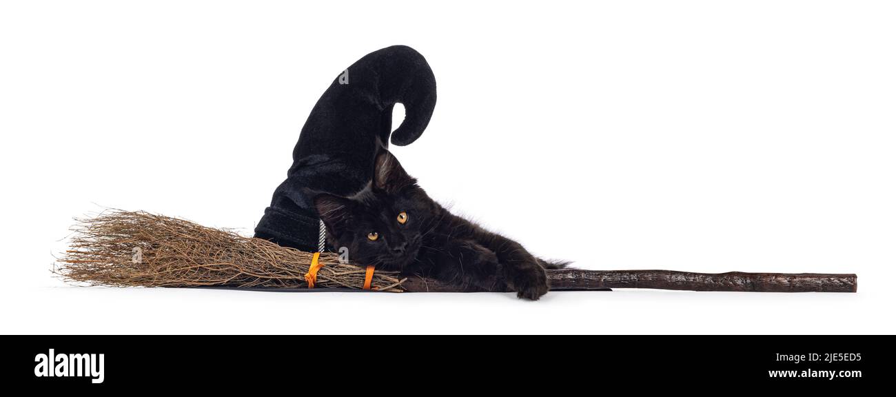 Maine Coon cat kitten, sitting in halloween setting with broom and hat