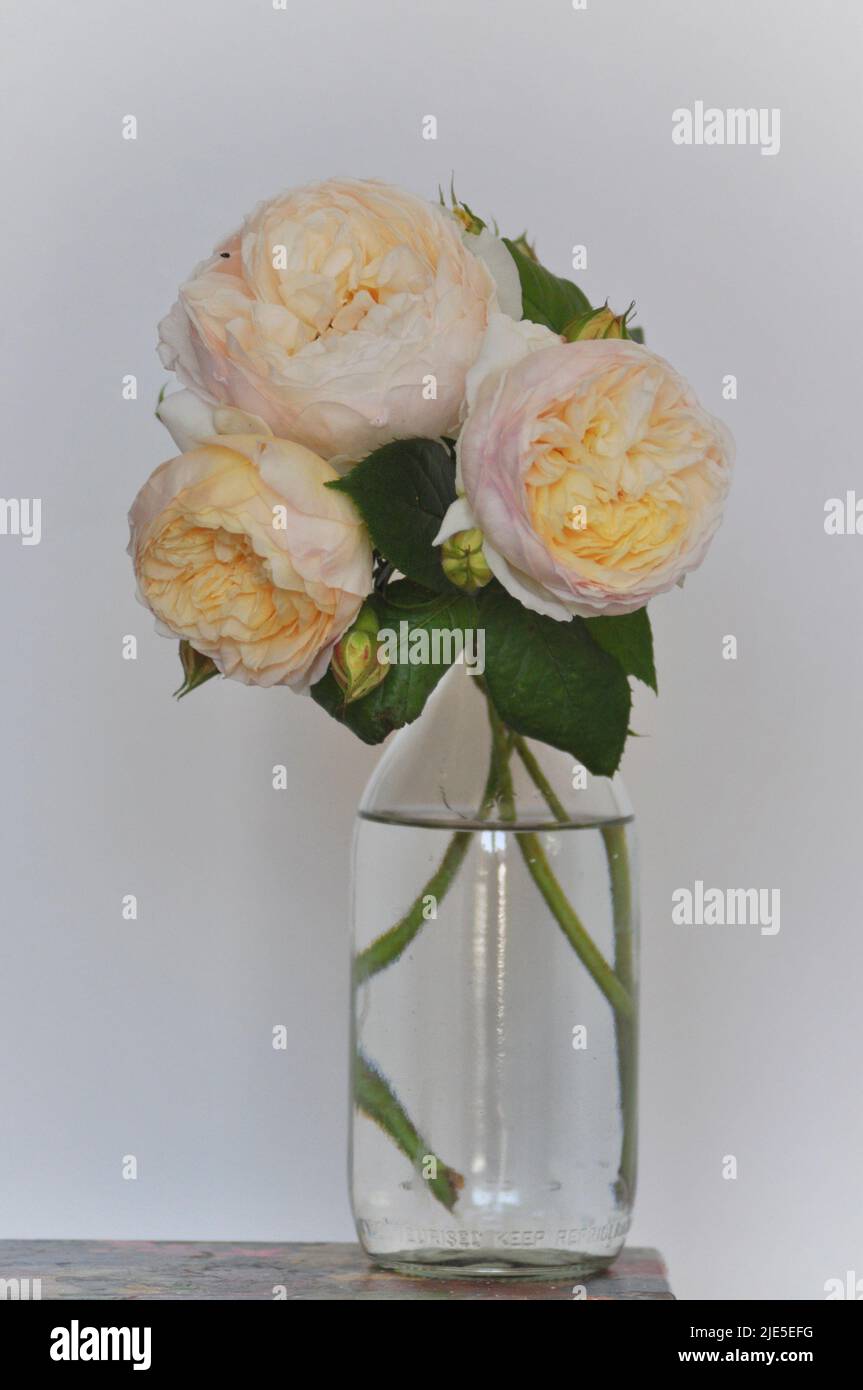 Studio shot of the Claire Austin Rose. The arrangement is sitting in water in a glass milk bottle and set against a white background. Stock Photo