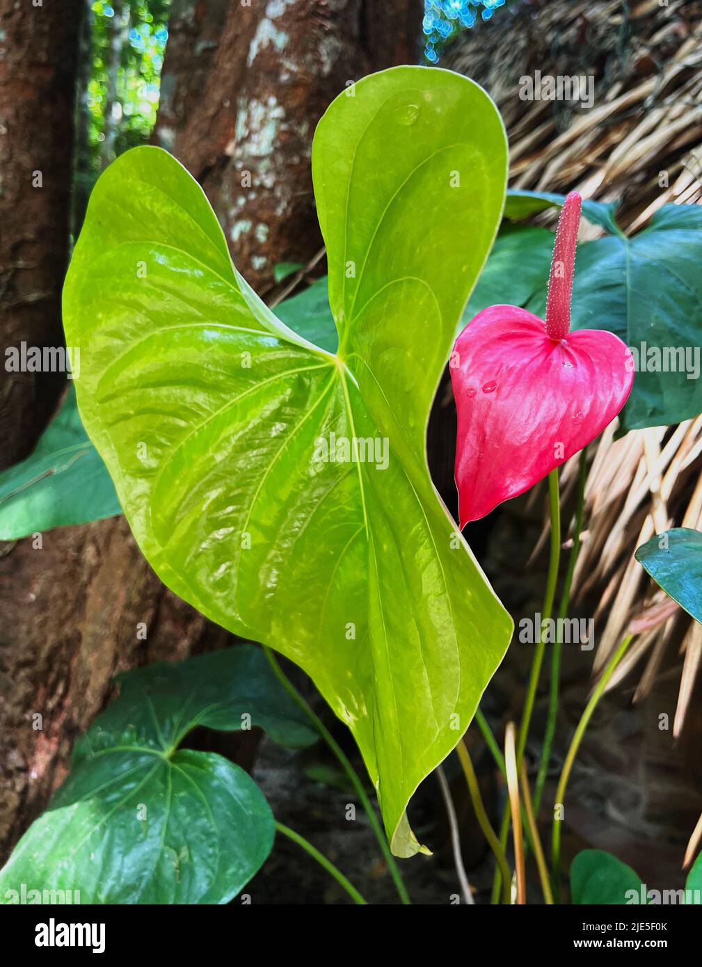 Anthurium pink plant, is a flowering plant, tail flower and lace leaf with green leaf in the garden with other big leave plant and tree. Stock Photo