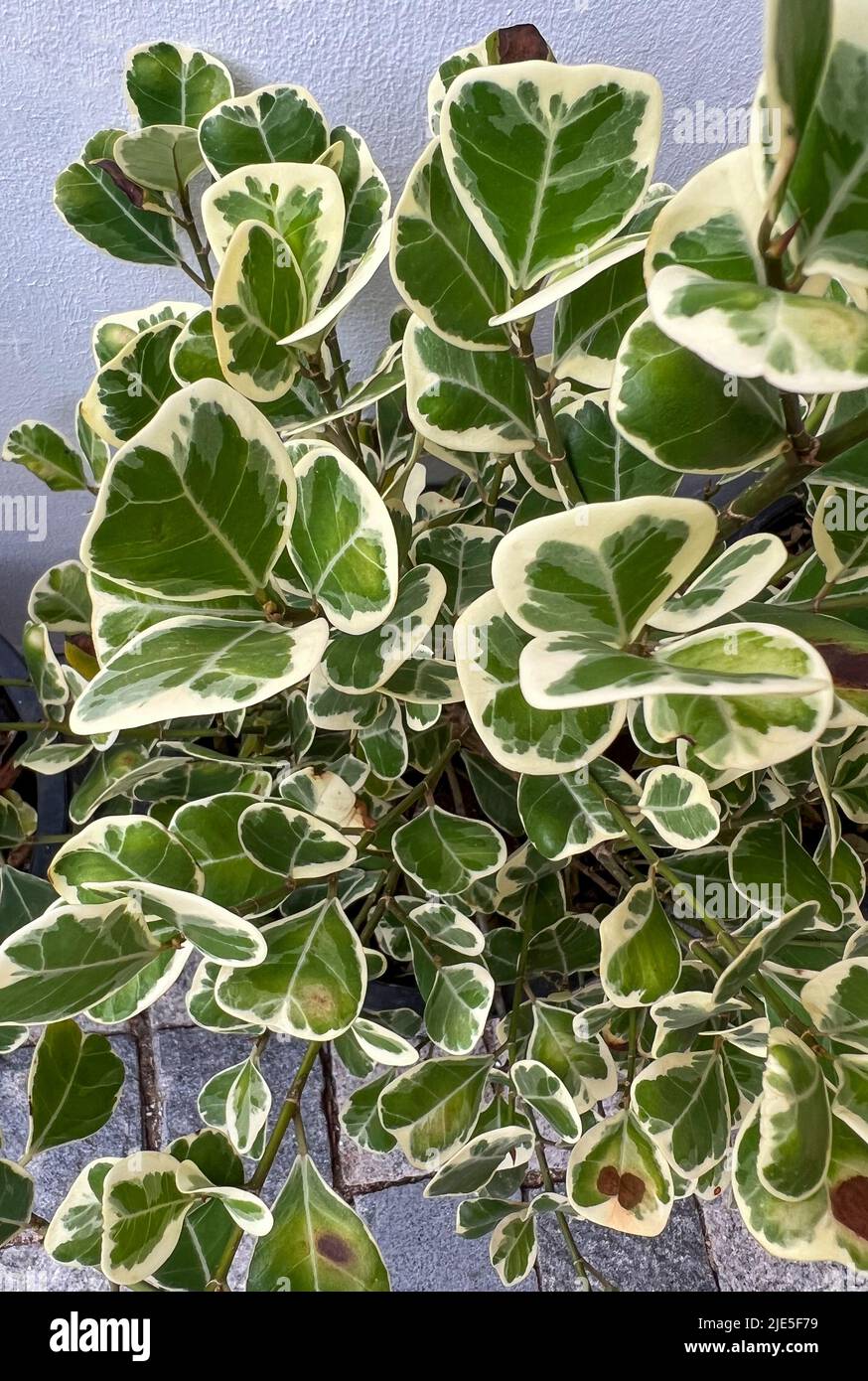 Ficus triangularis variegata plant, triangular leaves and thick leaves are yellow and have green, white variegation. They are a bit heart-shaped Stock Photo