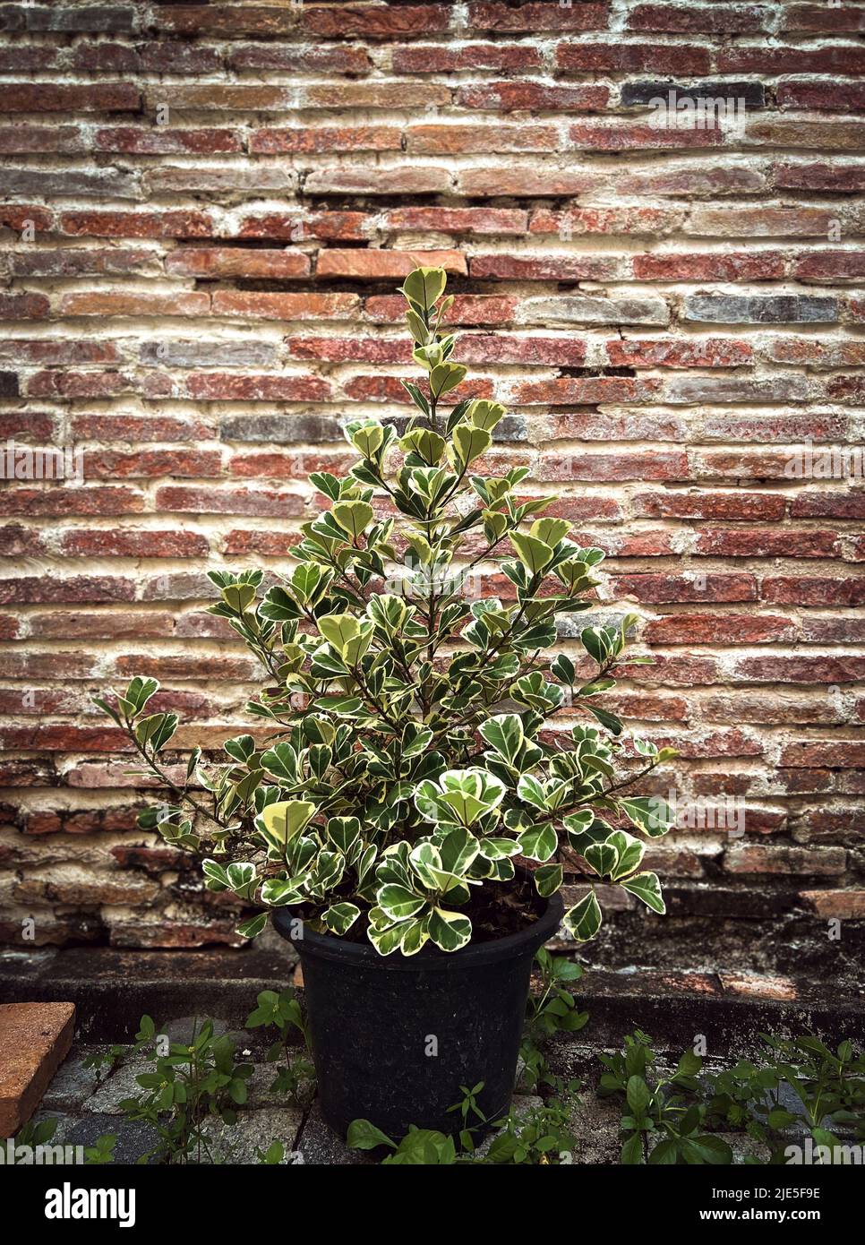 Potted plants are of Ficus triangularis variegata, triangular leaves plant decorated beside the red brick wall Stock Photo