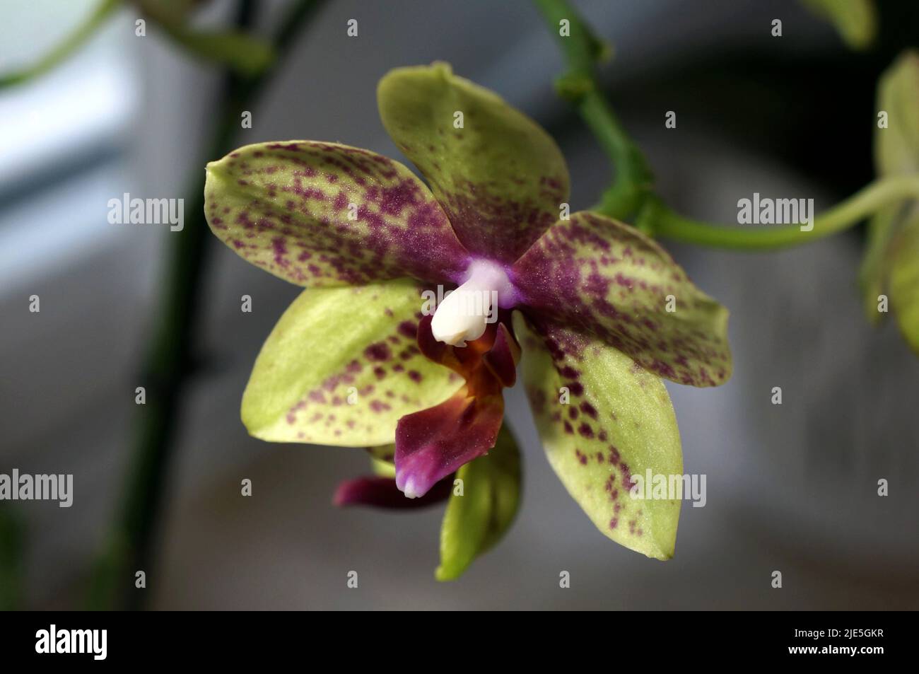 Gefleckte orchidee phalaenopsis. Stock Photo
