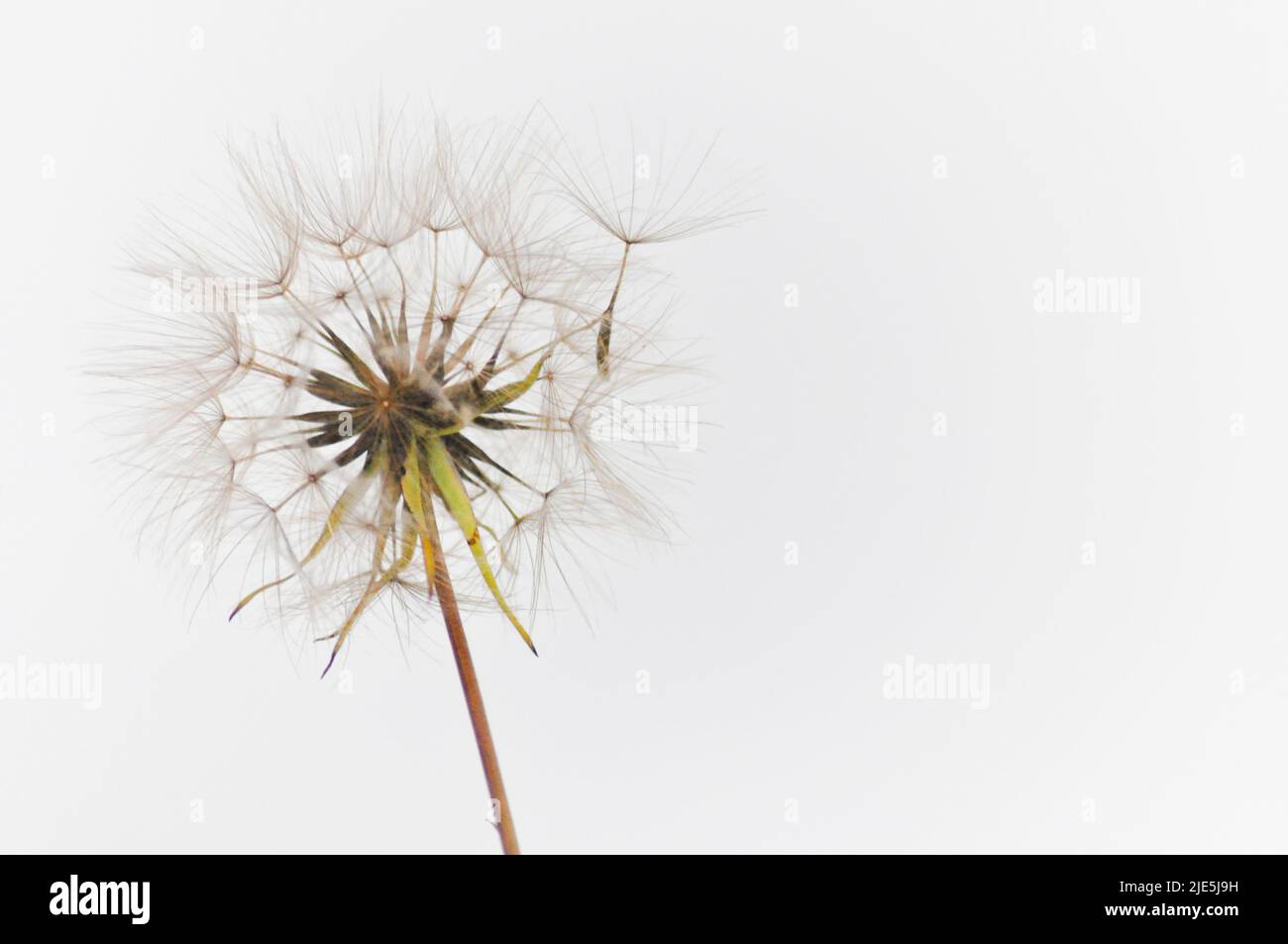 A single dandelion clock set against a white background with one seed coming away from the clock Stock Photo