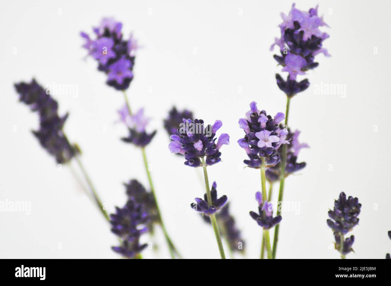 Cut lavender flowers in a glass container set against a white
