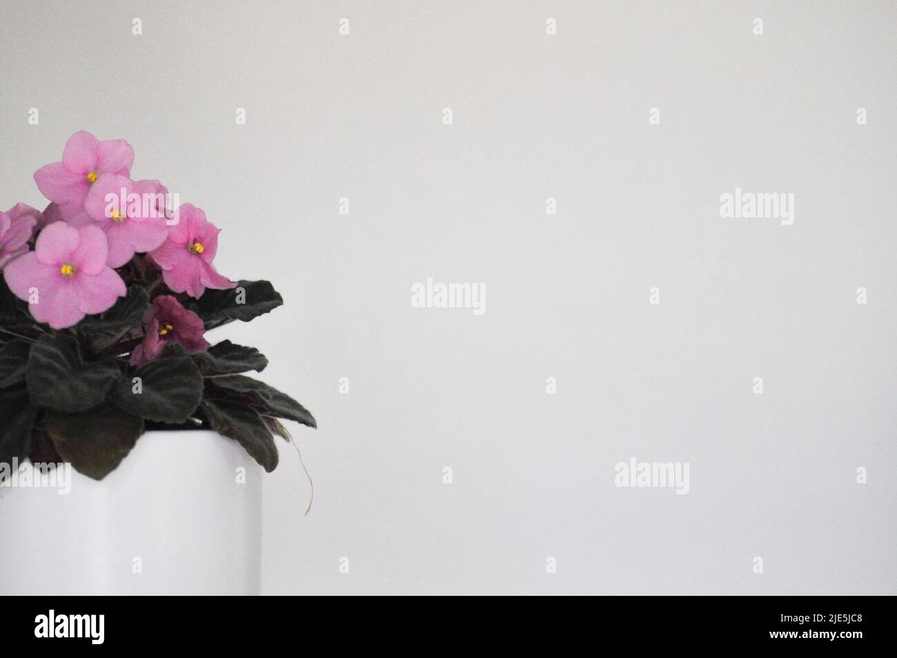 A studio shot of a pink African Violet (Saintpaulia sp.) house plant in a white plant pot, set against a white background. Stock Photo