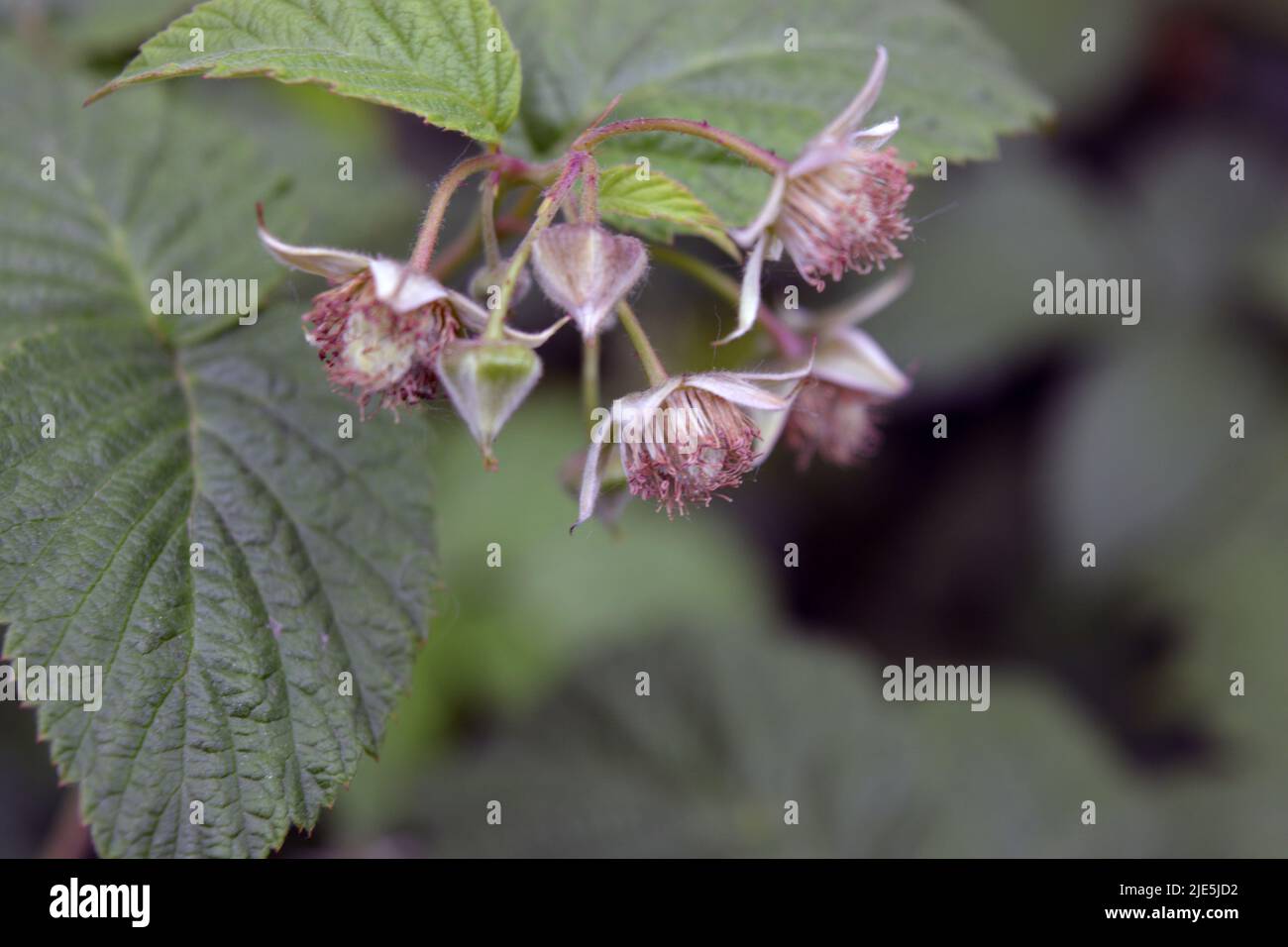 Young bushes of flowering raspberries, inflorescences, the period when ...