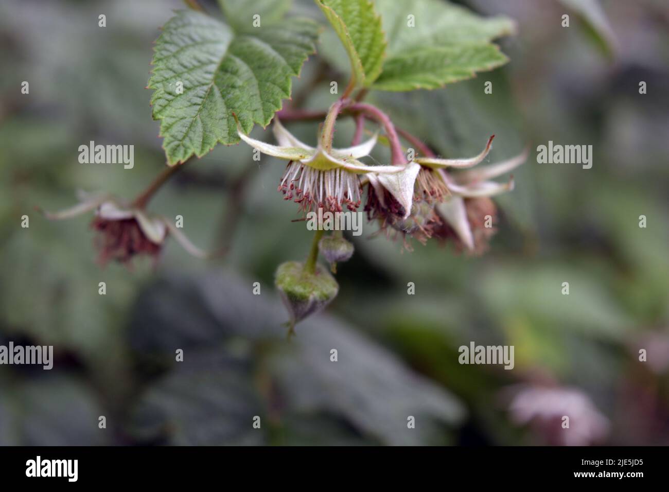 Young bushes of flowering raspberries, inflorescences, the period when ...