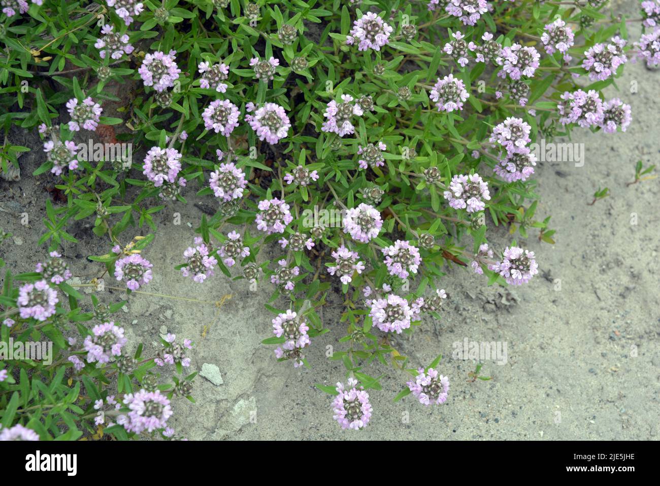 A rich colorful blooming backdrop of wholesome medicinal flowers like