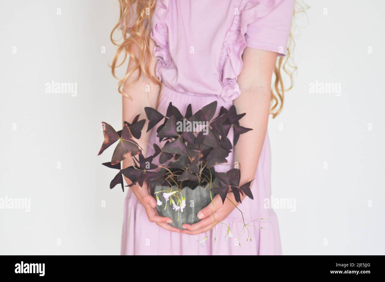 A studio shot of a young girl in purple dress holding an Oxalis triangularis pot plant set against a white background. Stock Photo