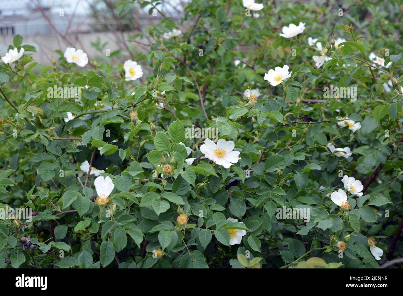 Rich bright hawthorn bushes, wild rose, tea rose growing in nature