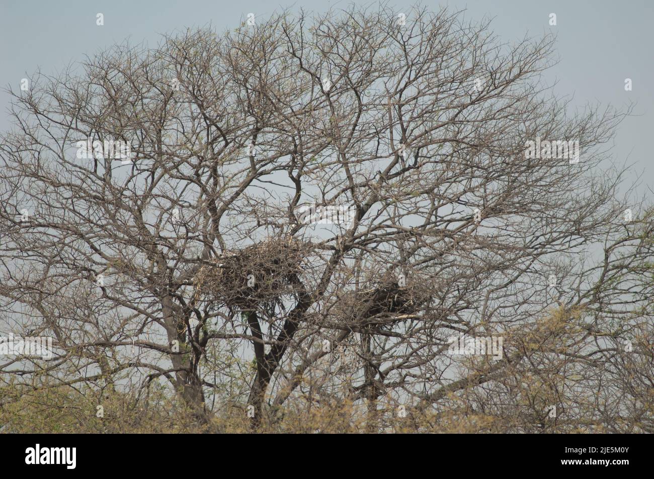 Nests of African fish eagle Haliaeetus vocifer. New nest to the left and old nest to the right. Oiseaux du Djoudj National Park. Saint-Louis. Senegal. Stock Photo