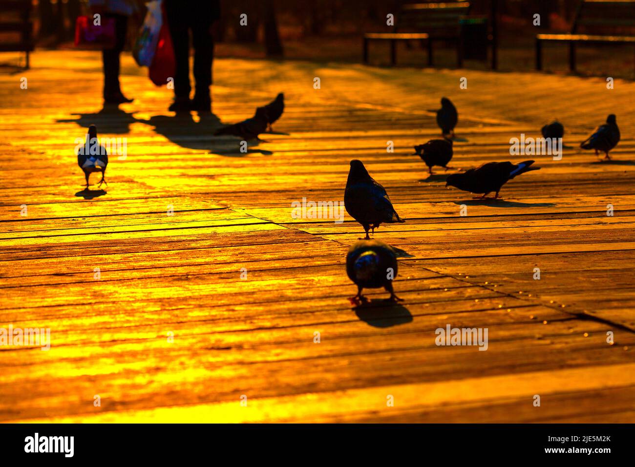 Silhouettes of birds on the city street . People and pigeons Stock