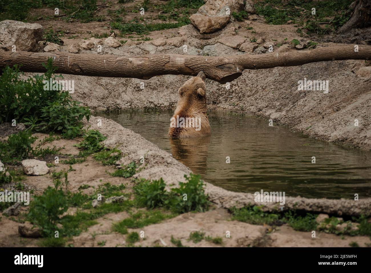 The brown bear bathes in the lake Stock Photo - Alamy