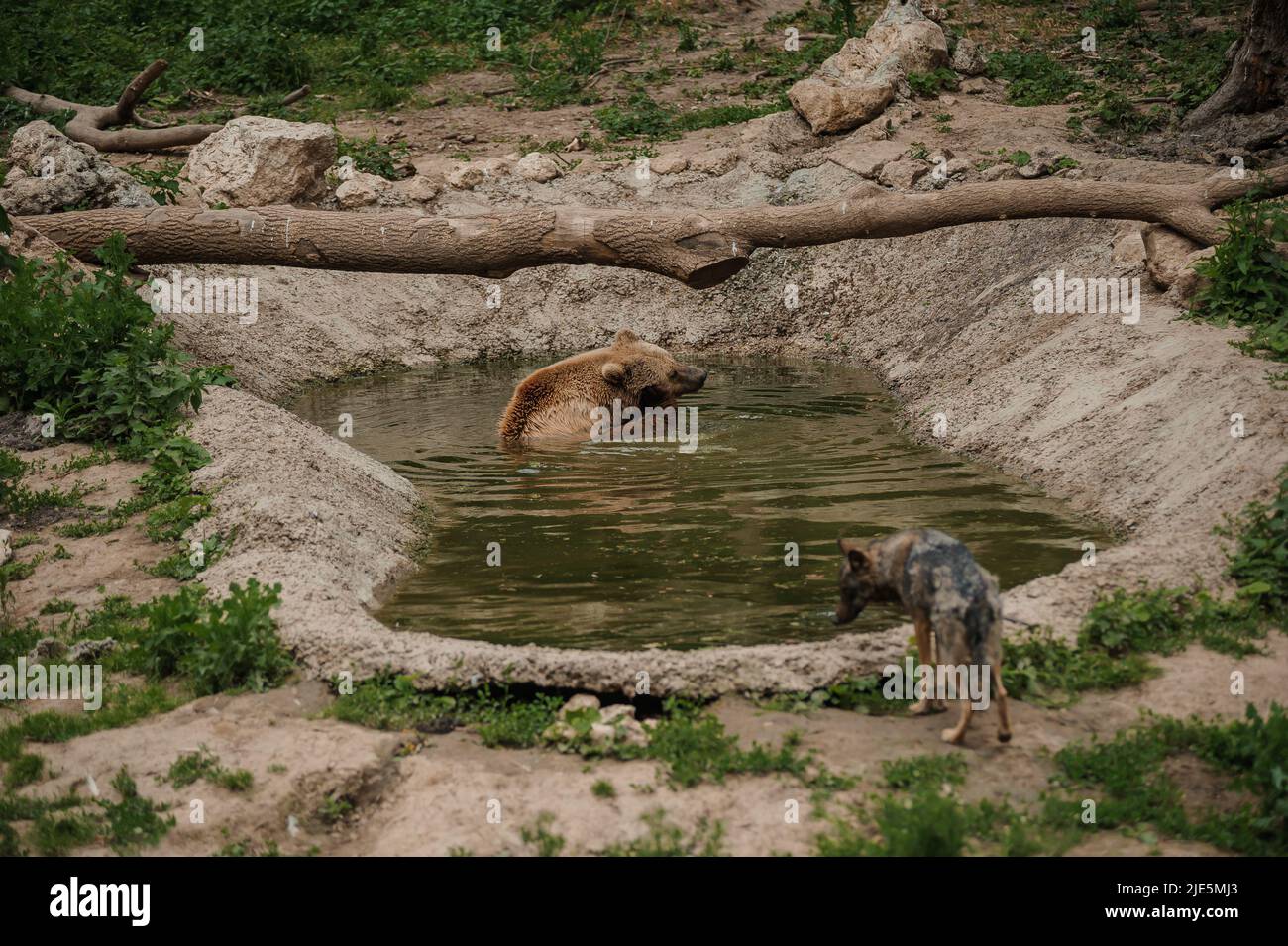 The brown bear bathes in the lake Stock Photo - Alamy