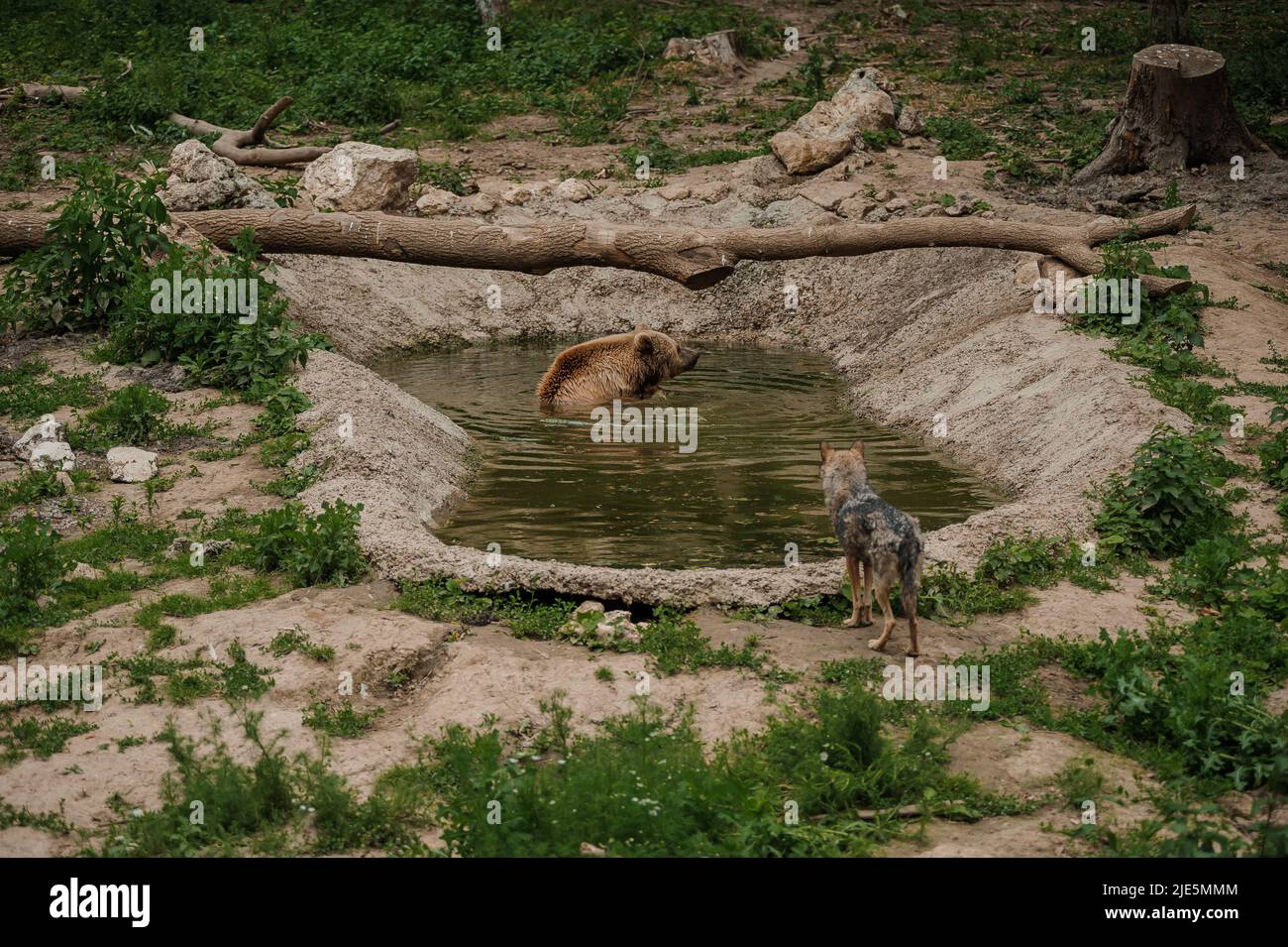 The brown bear bathes in the lake Stock Photo - Alamy