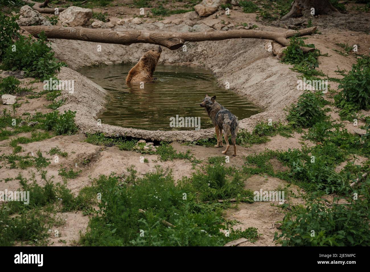 The brown bear bathes in the lake Stock Photo - Alamy