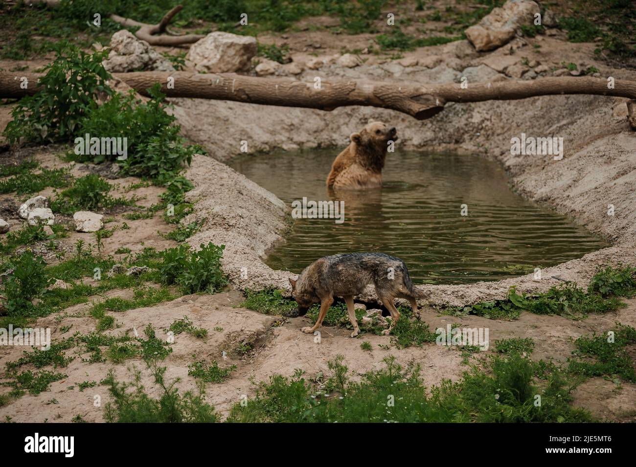 The brown bear bathes in the lake Stock Photo - Alamy