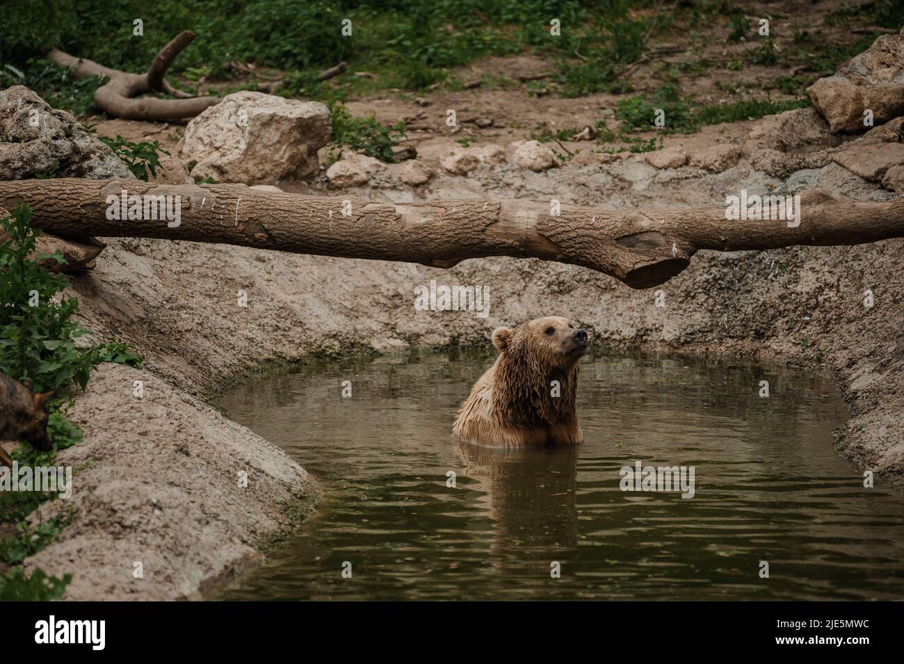 The brown bear bathes in the lake Stock Photo - Alamy