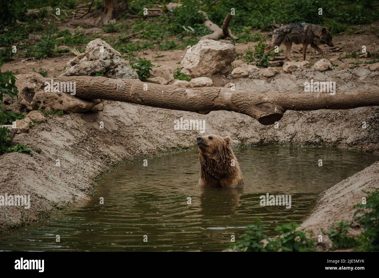 The brown bear bathes in the lake Stock Photo - Alamy