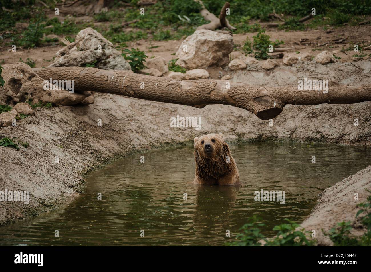 The brown bear bathes in the lake Stock Photo - Alamy