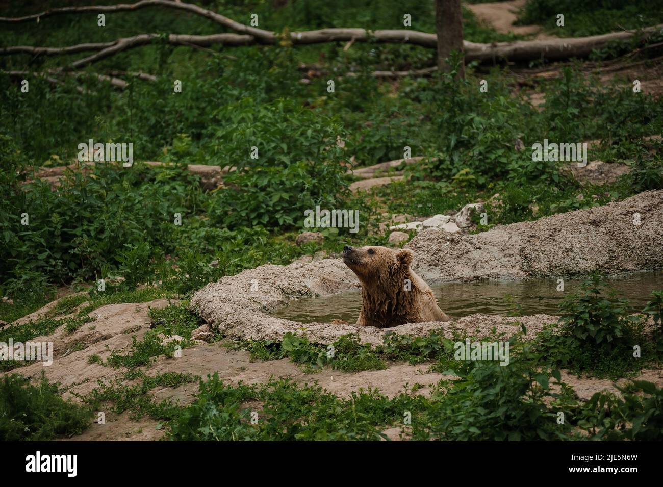 The brown bear bathes in the lake Stock Photo - Alamy