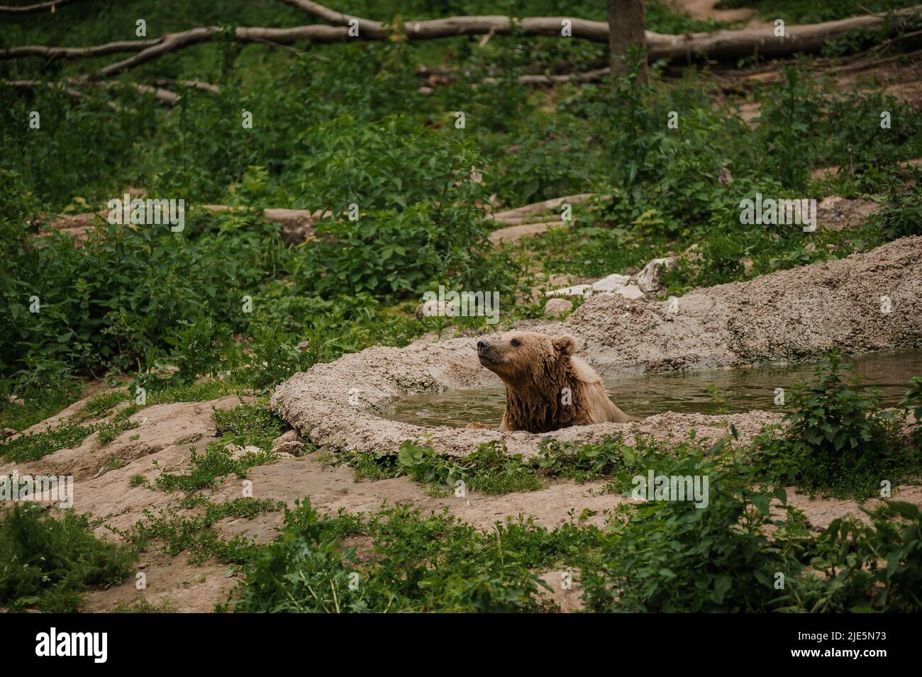 The brown bear bathes in the lake Stock Photo - Alamy