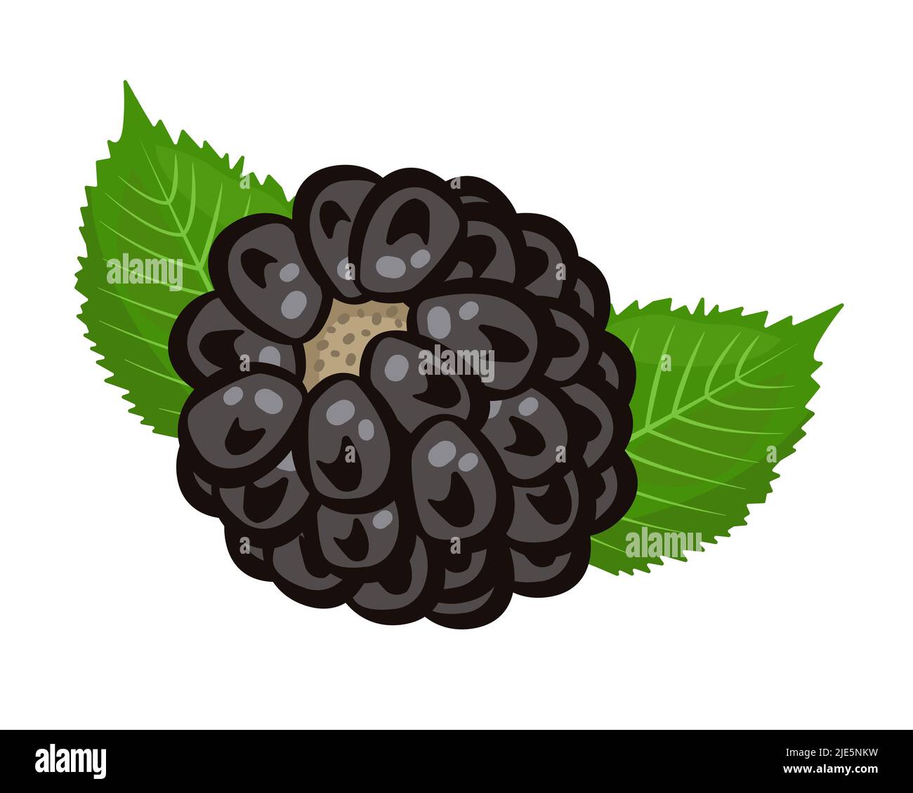 Single blackberry with two leaves, colorful illustration Stock Vector
