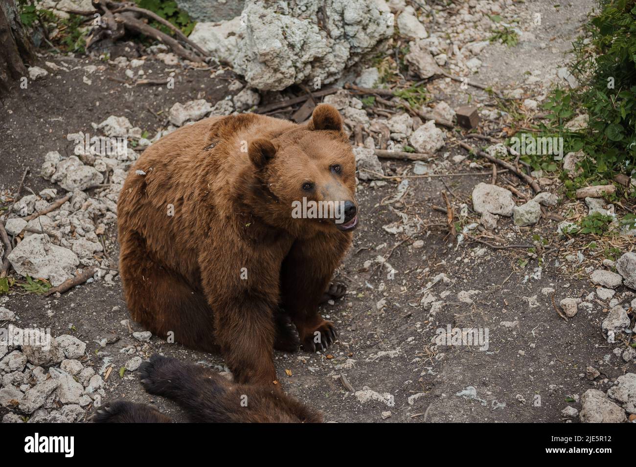 Brown bear sits on the ground in the forest Stock Photo Alamy