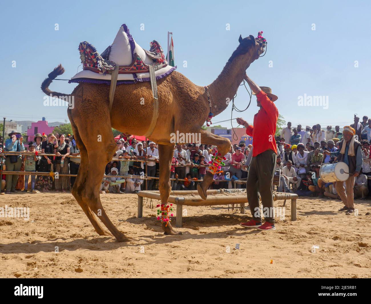 Pushkar, Rajasthan / India - November 5, 2019 : camel dance competition in India’s biggest camel festival “Pushkar camel fair”. Stock Photo