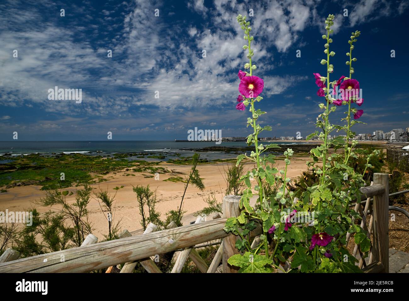 Rose trémière en premier plan des fleurs et la grande plage des Sables d'Olonne en Vendée Stock Photo