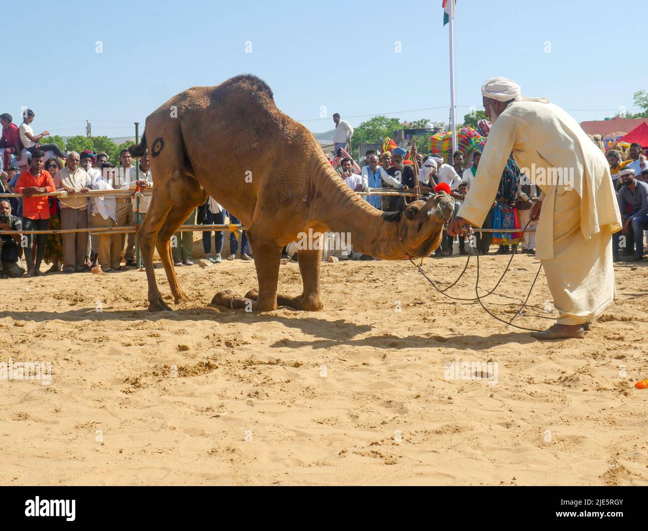 Pushkar, Rajasthan / India - November 5, 2019 : camel dance competition in India’s biggest camel festival “Pushkar camel fair”. Stock Photo