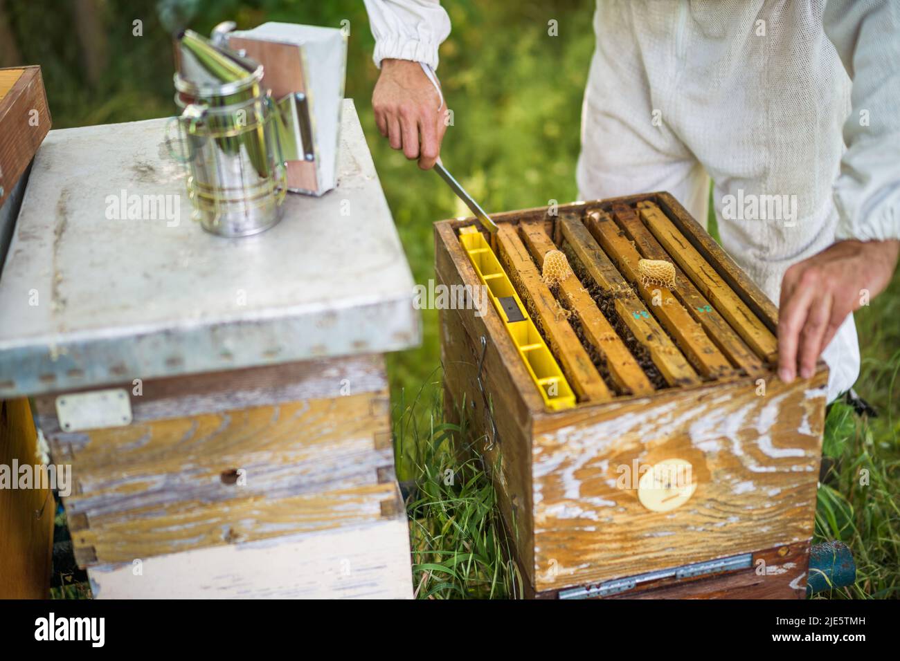 Beekeeper is examining his beehives in forest. Beekeeping professional ...