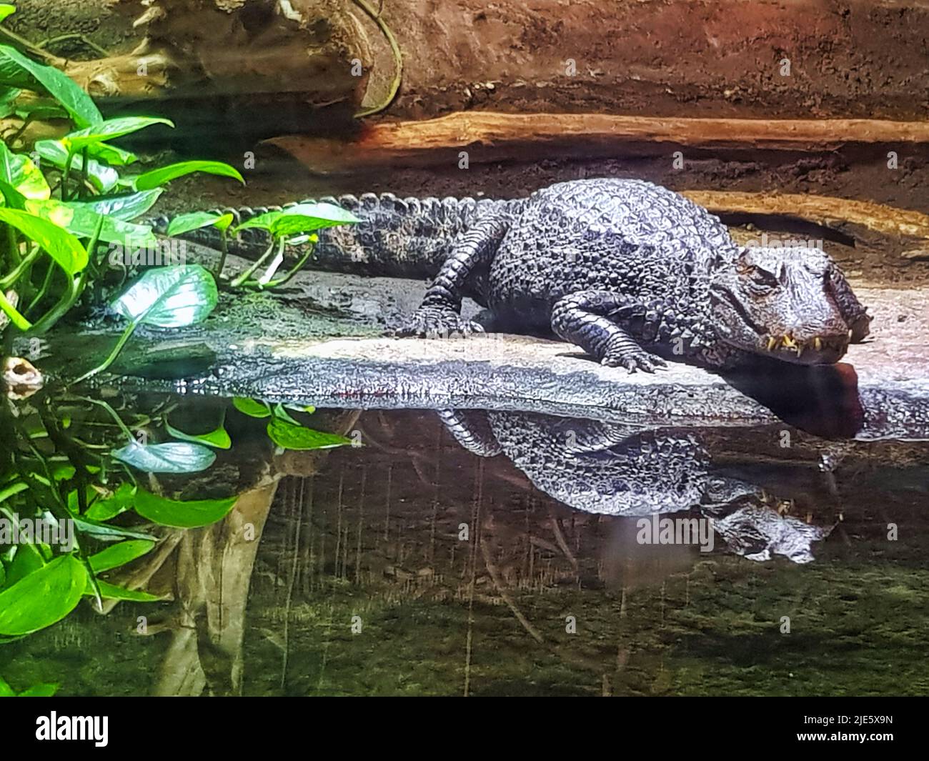 Spectacled caiman at Chester zoo. Chester, UK. Stock Photo