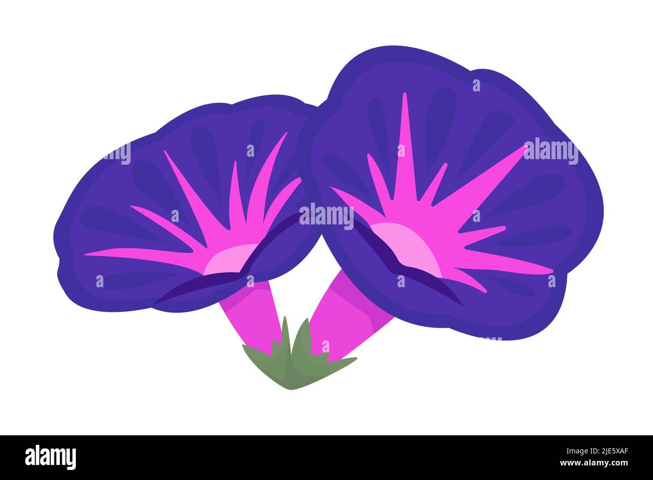 Blue and pink morning glories, two flowers Stock Vector